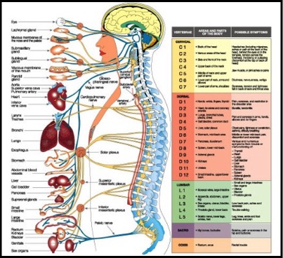 spinal nerves innervating internal organs